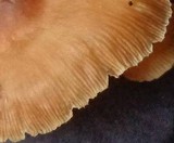 Gymnopus luxurians image