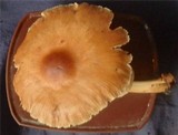 Gymnopus luxurians image