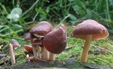 Gymnopus luxurians image