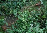 Gymnopus luxurians image