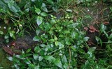 Gymnopus luxurians image