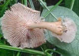 Gymnopus luxurians image