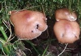 Gymnopus luxurians image