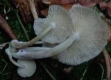 Gymnopus luxurians image