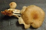 Gymnopus luxurians image