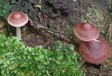 Gymnopus luxurians image