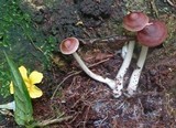 Gymnopus luxurians image