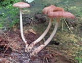 Gymnopus luxurians image