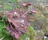 Gymnopus luxurians image
