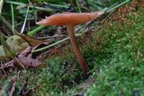 Gymnopus luxurians image