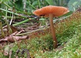 Gymnopus luxurians image
