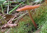 Gymnopus luxurians image