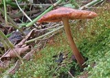 Gymnopus luxurians image