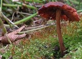 Gymnopus luxurians image