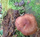 Gymnopus luxurians image