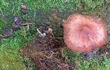 Gymnopus luxurians image