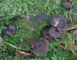 Gymnopus luxurians image
