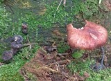 Gymnopus luxurians image