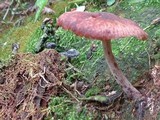 Gymnopus luxurians image