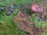 Gymnopus luxurians image