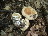 Leucopaxillus tricolor image
