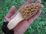 Morchella americana image