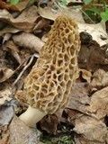Morchella americana image