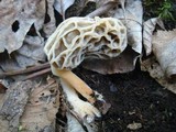 Morchella diminutiva image
