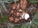 Lyophyllum decastes image