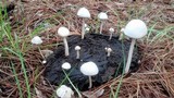 Panaeolus antillarum image