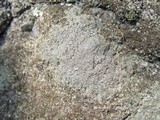 Aspicilia caesiocinerea image