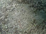 Aspicilia caesiocinerea image