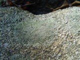 Aspicilia caesiocinerea image