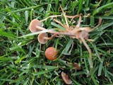 Psilocybe inquilina image