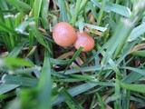 Psilocybe inquilina image