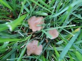 Psilocybe inquilina image