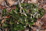 Peltigera leucophlebia image