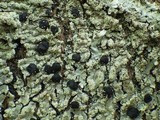 Pyxine subcinerea image