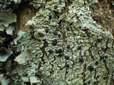 Pyxine subcinerea image