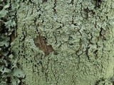 Pyxine subcinerea image