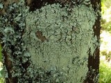 Pyxine subcinerea image