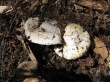 Amanita vernicoccora image