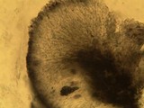 Pyxine subcinerea image