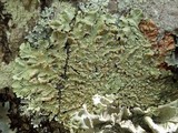 Flavoparmelia soredians image