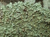 Flavoparmelia soredians image