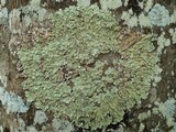Flavoparmelia soredians image
