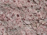 Verrucaria marmorea image