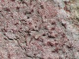 Verrucaria marmorea image