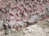 Verrucaria marmorea image