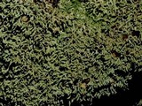 Anaptychia palmulata image